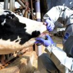 Avustralya’da Ekonomiyi Tehdit Eden Şap Hastalığı Alarmı