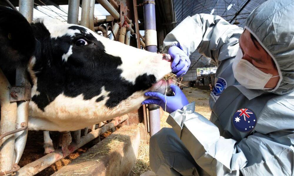 Avustralya’da Ekonomiyi Tehdit Eden Şap Hastalığı Alarmı