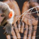 Avusturalya İlan Etti: Maymun Çiçeği Ulusal Bulaşıcı Hastalık!