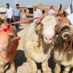 Et ve Süt Kurumu Duyurdu: Elde Kalan Kurbanlıklar Alınacak