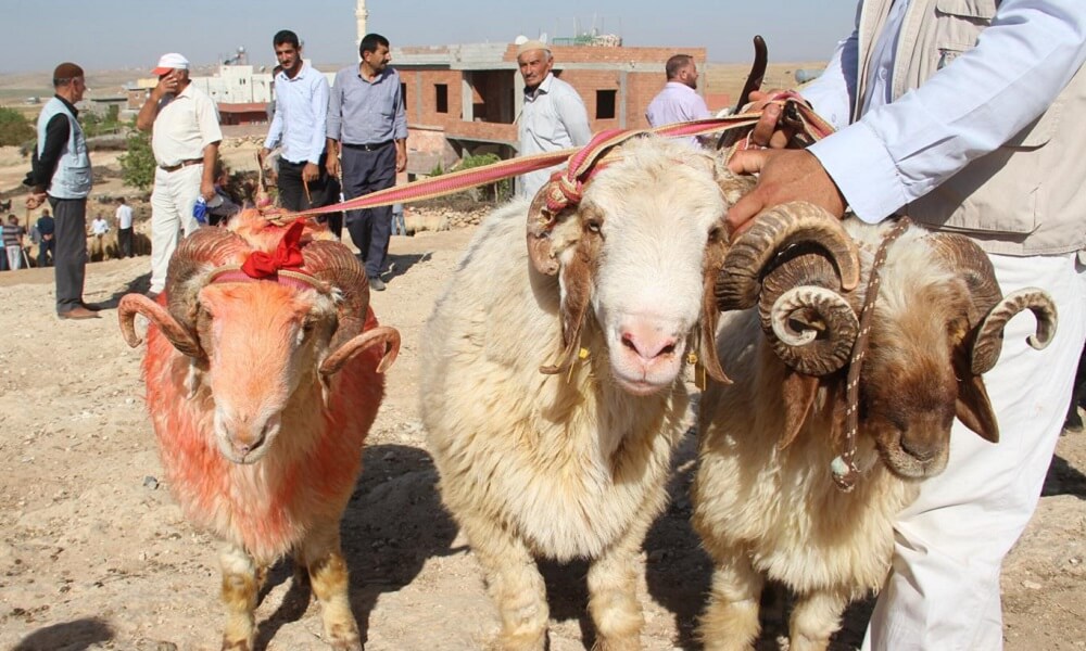 Et ve Süt Kurumu Duyurdu: Elde Kalan Kurbanlıklar Alınacak