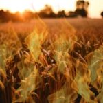 Rusya’nın Saldırısı Buğday Fiyatlarında Ateşi Yükseltti