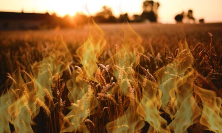 Rusya’nın Saldırısı Buğday Fiyatlarında Ateşi Yükseltti