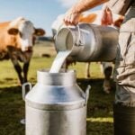 TÜİK Açıkladı: Mayıs’ta Toplanan Süt Miktarı Düştü!