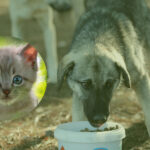 18 Milyon Ton Gıda Artığı Nasıl Değerlendirilecek?