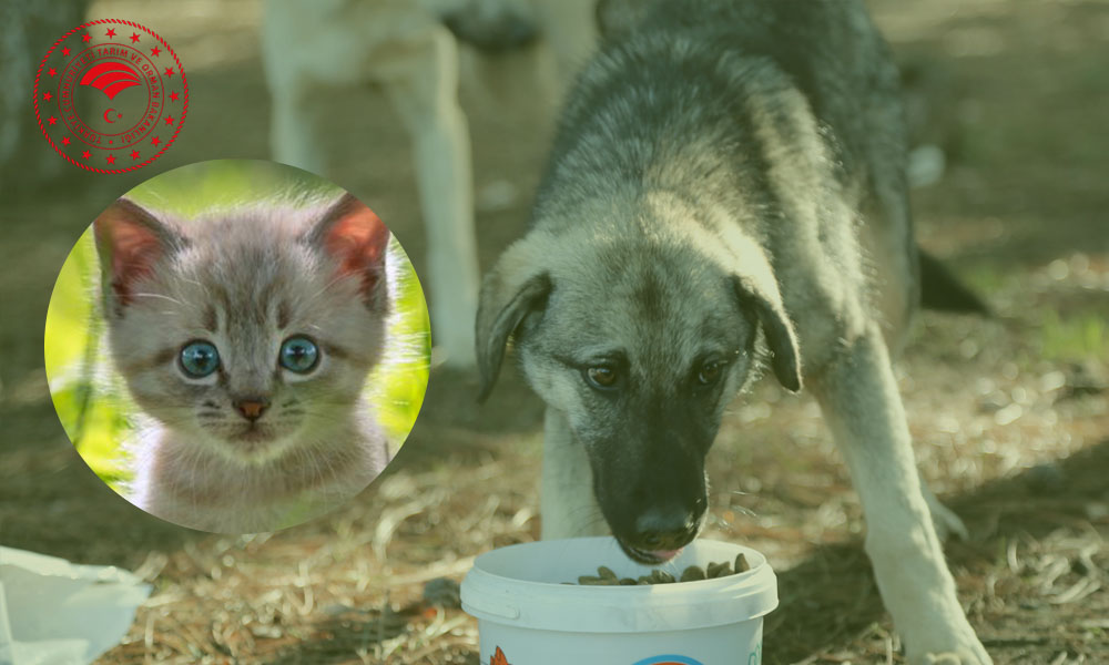 18 Milyon Ton Gıda Artığı Nasıl Değerlendirilecek?