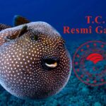 Balon Balığı Avcılığına Tarım Bakanlığı Desteği Artırdı