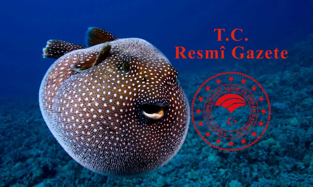 Balon Balığı Avcılığına Tarım Bakanlığı Desteği Artırdı