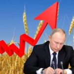 Buğday Fiyatları Putin’in Açıklamalarıyla Yüzde 4 Yükseldi