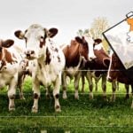 Hindistan’da Hükümet İneklerle Boykot Edildi