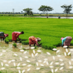 Hindistan’ın Pirinç Yasağı Küresel Enflasyonu Yükseltecek