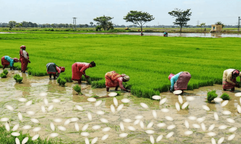 Hindistan’ın Pirinç Yasağı Küresel Enflasyonu Yükseltecek