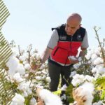 Pamuk Üretim Desteğine Yüzde 256’lık Artış Yapıldı!