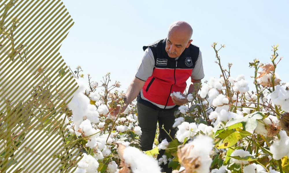 Pamuk Üretim Desteğine Yüzde 256’lık Artış Yapıldı!