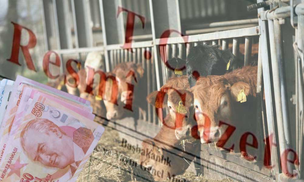 Sözleşmeli Besicilere Yapılacak Destek Ödemeleri Açıklandı