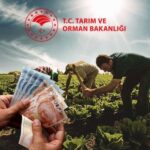 Üreticiye 709 Milyon Liralık Destek Ödemesi Dağıtılıyor