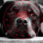 Bakanlık Konya’daki Hayvan Barınağı Skandalını Açıkladı