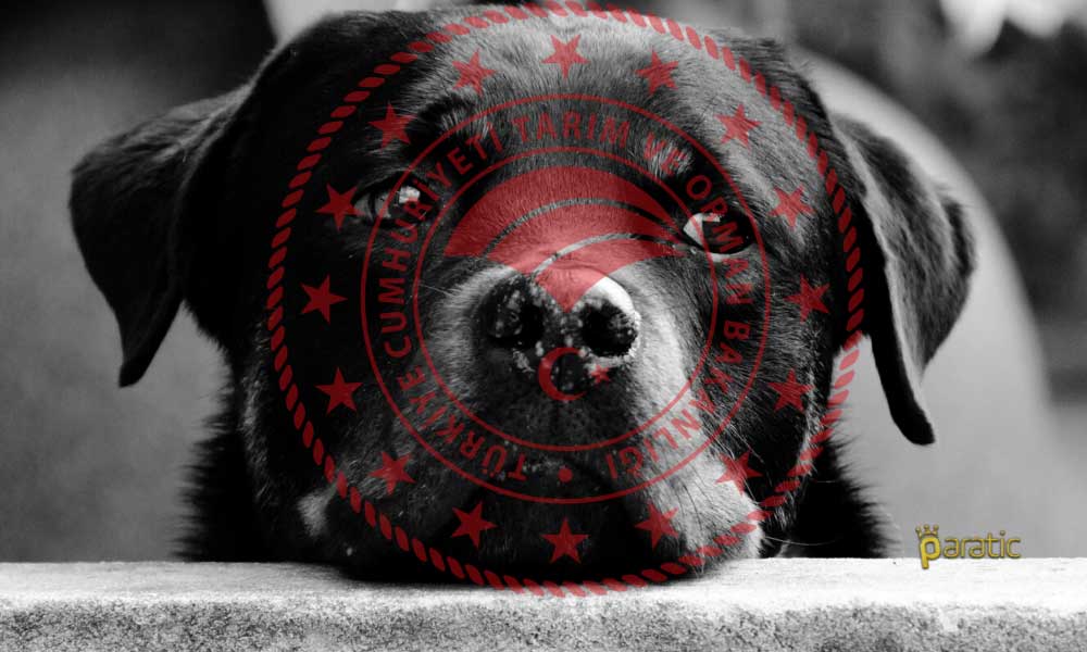 Bakanlık Konya’daki Hayvan Barınağı Skandalını Açıkladı