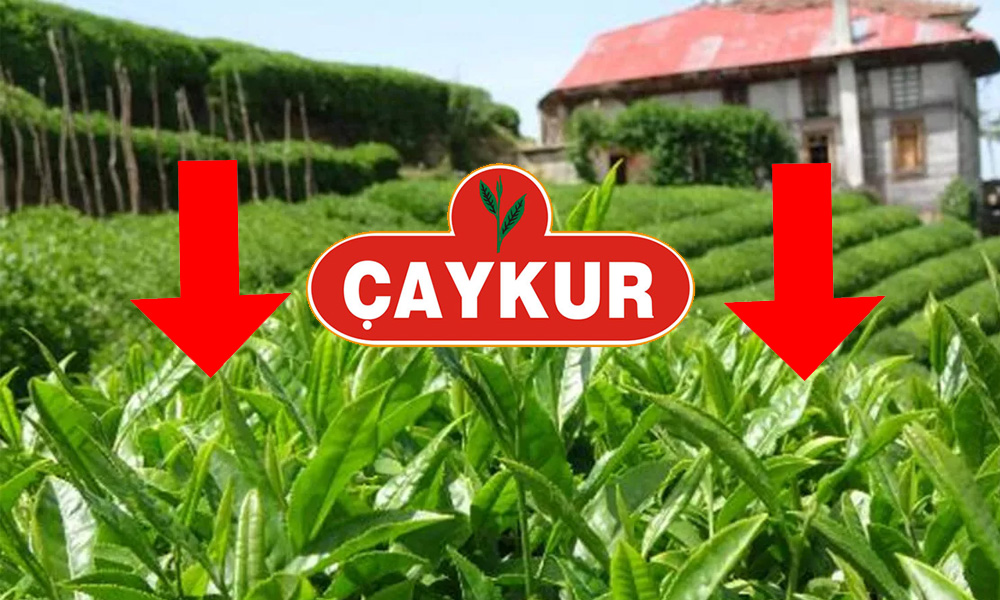 Çaykur Toparlanamıyor: 504 Milyon TL Zarar