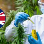 İngiltere Esrar Kullanımı için Ödeme Yapacak!