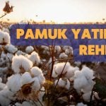 Pamuk Yatırımı Nasıl Yapılır? Pamuktan Para Kazanmak için Öneriler