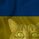 Ukrayna Uydu Sorununa Açıklık Getirdi: Terminale Kedi Girmiş