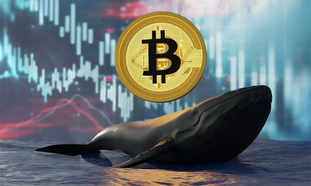 Bitcoin Balinaları Dibi Kazıyor: 6 Aylık Birikimde Büyük Artış