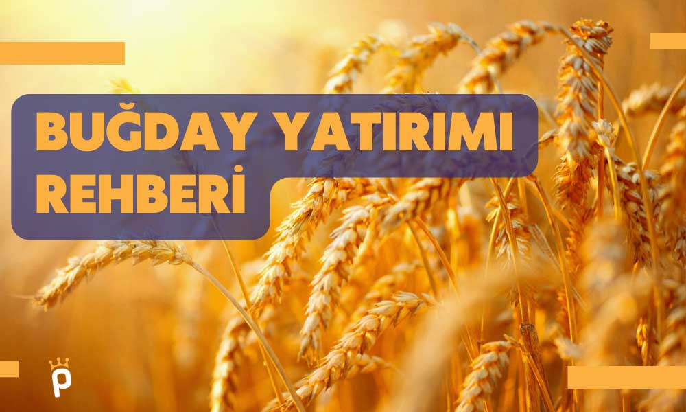 Buğday Yatırımı Nasıl Yapılır? Buğdaydan Para Kazanmak için Öneriler