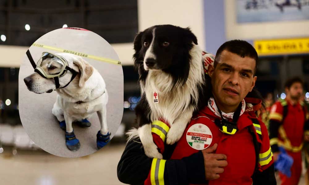 Meksika’dan Profesyonel Köpekler Geliyor