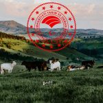 Bakanlık Şap Hastalığının Türkiye’de Görüldüğünü Doğruladı