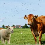 Et Fiyatları Zirve Yapan Türkiye Hayvan Sayısıyla Lider Konumda!