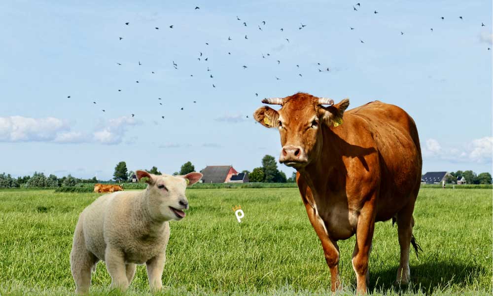 Et Fiyatları Zirve Yapan Türkiye Hayvan Sayısıyla Lider Konumda!