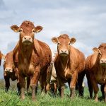 Bakanlıktan Hayvancılıkla Uğraşanlara Sevindirici Haber!