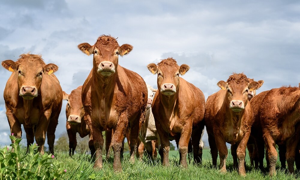 Bakanlıktan Hayvancılıkla Uğraşanlara Sevindirici Haber!