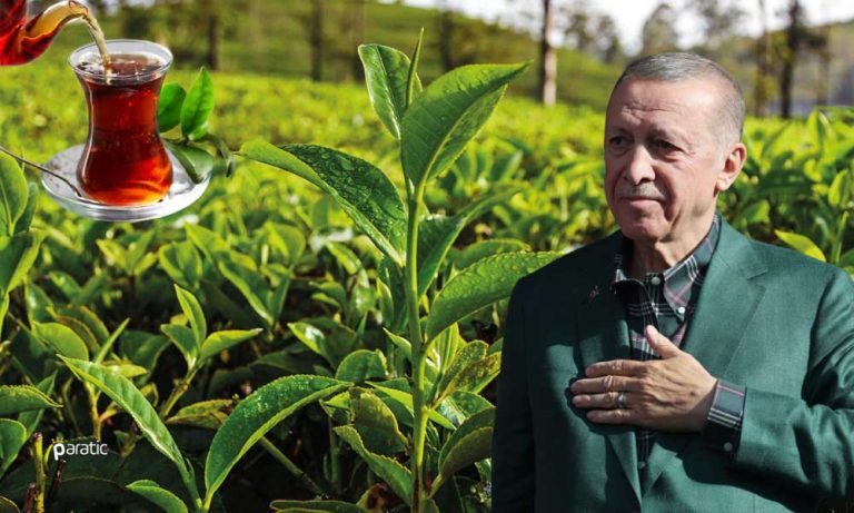 Erdoğan Üreticiye Seslendi: Yaş Çay Alım Fiyatı Güncellendi