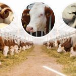 Bakan Kirişci’den Afet Bölgesinde Hayvancılığa Destek Mesajı