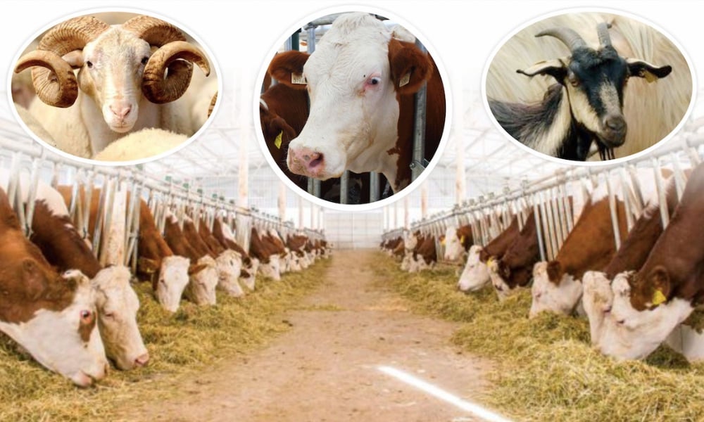 Bakan Kirişci’den Afet Bölgesinde Hayvancılığa Destek Mesajı