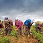 Tarım Bakanlığından Çiftçilere Tarımsal Destekleme Ödemesi