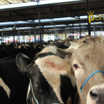 Bartın’da Şap Alarmı! Tedbirlere Uymayanlara Ceza Kesilecek