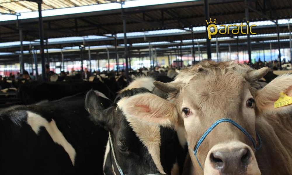 Bartın’da Şap Alarmı! Tedbirlere Uymayanlara Ceza Kesilecek
