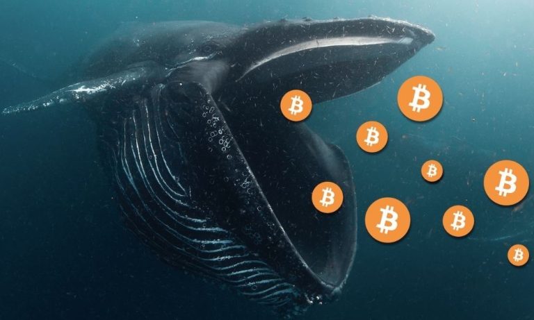 Bitcoin Balinaları Yükseliş Beklentisiyle BTC Biriktiriyor!