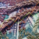 Buğday Fiyatları Ukrayna Baraj Saldırısı Sonrası Yükseldi