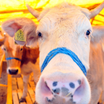 CHP’li Akay: Kurbanlık Fiyatları Yüzde 150 Arttı