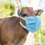 Kurban Bayramı Öncesi Bir İlde Daha Şap Karantinası Devrede!