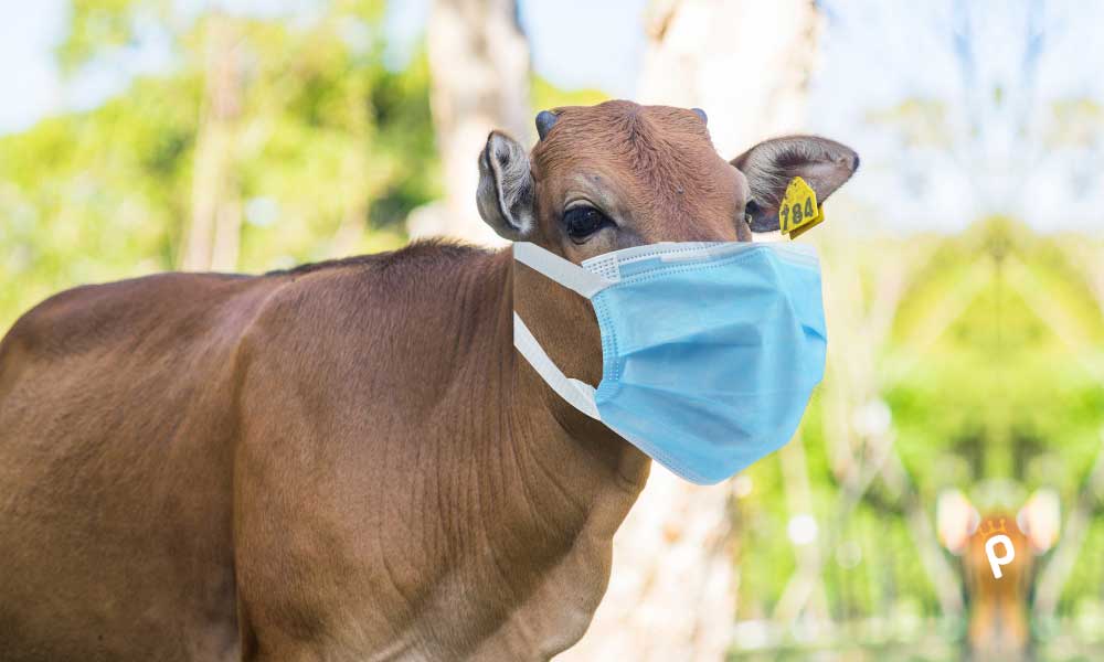 Kurban Bayramı Öncesi Bir İlde Daha Şap Karantinası Devrede!