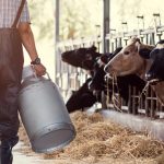 TZOB Genel Başkanı: Süt Üretimi için Tedbirler Alınmalı