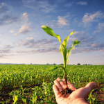 Devlet Destekli Tarım Sigorta Ödemesi Yüzde 138 Arttı