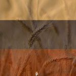 Rusya Tahıl Koridoru için Kırmızı Işık Yakmaya Devam Ediyor