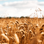 AB’den Ukrayna Tahıl İhracatına Mali Destek