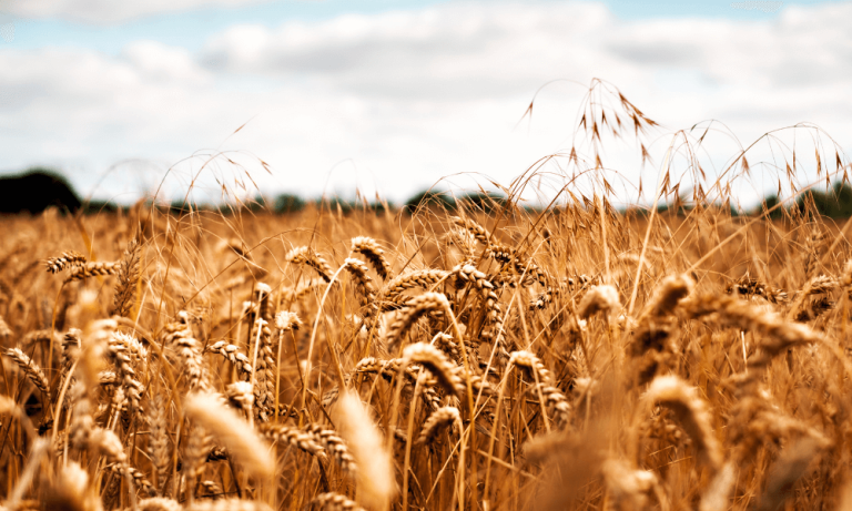 AB’den Ukrayna Tahıl İhracatına Mali Destek